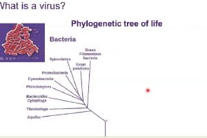 The Biology of Viruses – Cladistics, CRISPR and COVID-19